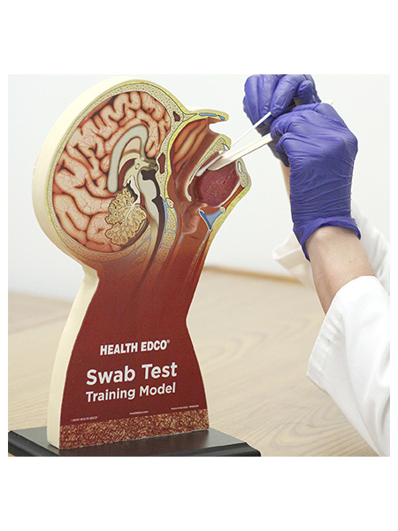 78034 Swab Test Training Model WEB FILE Swab Test Training Model